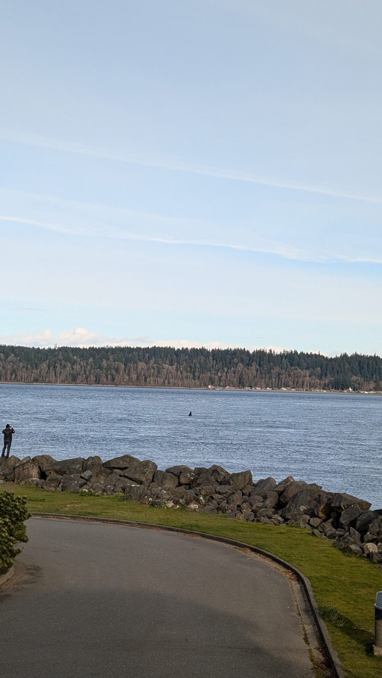 A person stands on rocks by a calm bay. Trees line the distant shore under a blue sky with wispy clouds. A small black fin or object is visible in the water.